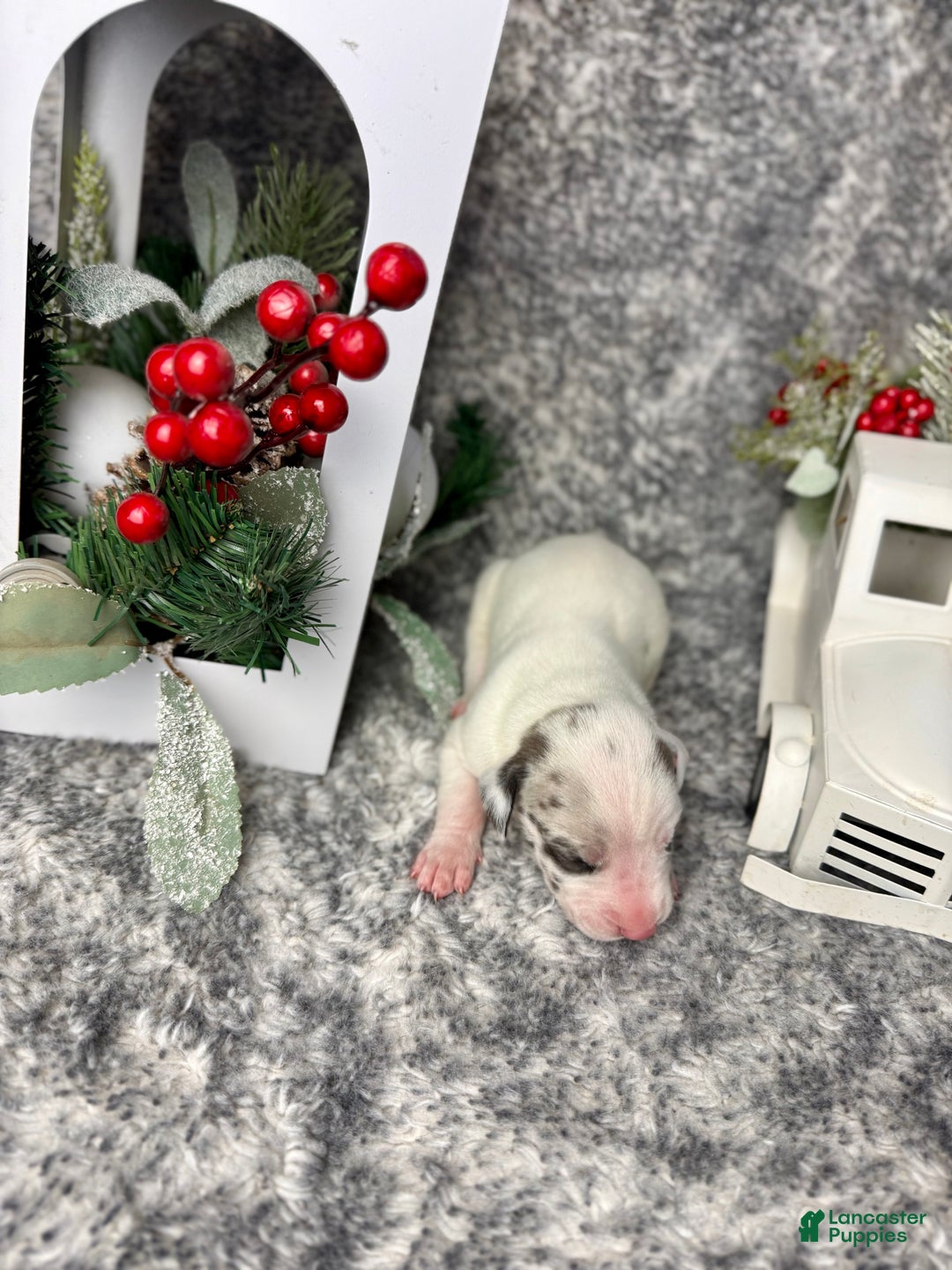 Great Dane dogs for sale: Draco Malfoy - Ad 2