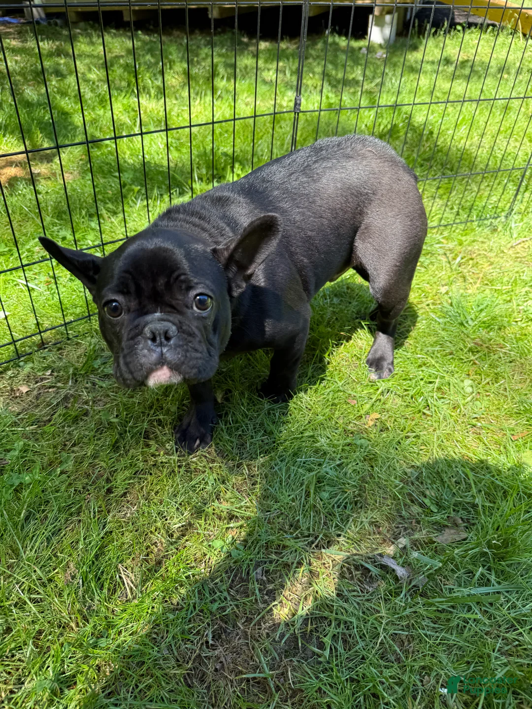 French Bulldog dogs for sale: French Bulldog Puppy 3 - Ad 1