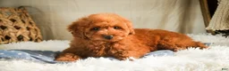Miniature Poodle dogs for sale: Farley - Ad 6