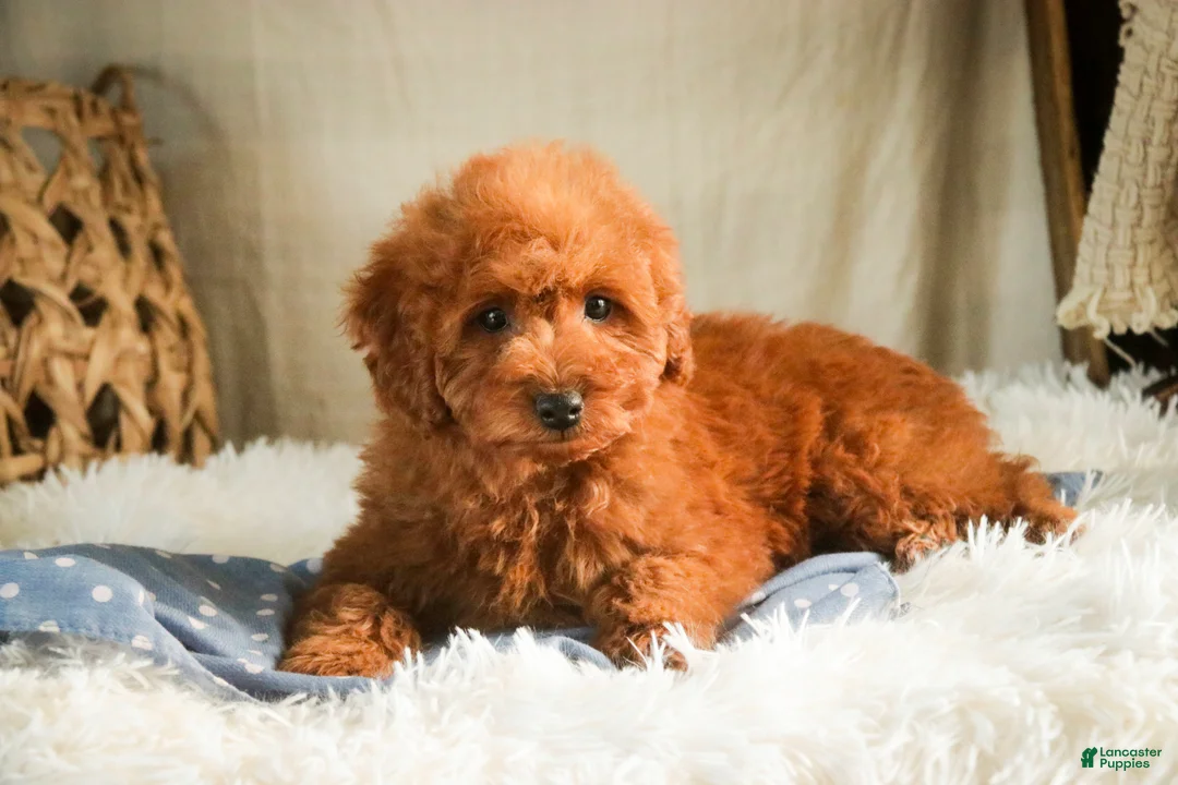 Miniature Poodle dogs for sale: Farley - Ad 6