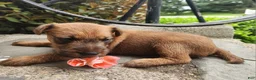 Irish Terrier dogs for sale: Rosy - Ad 5