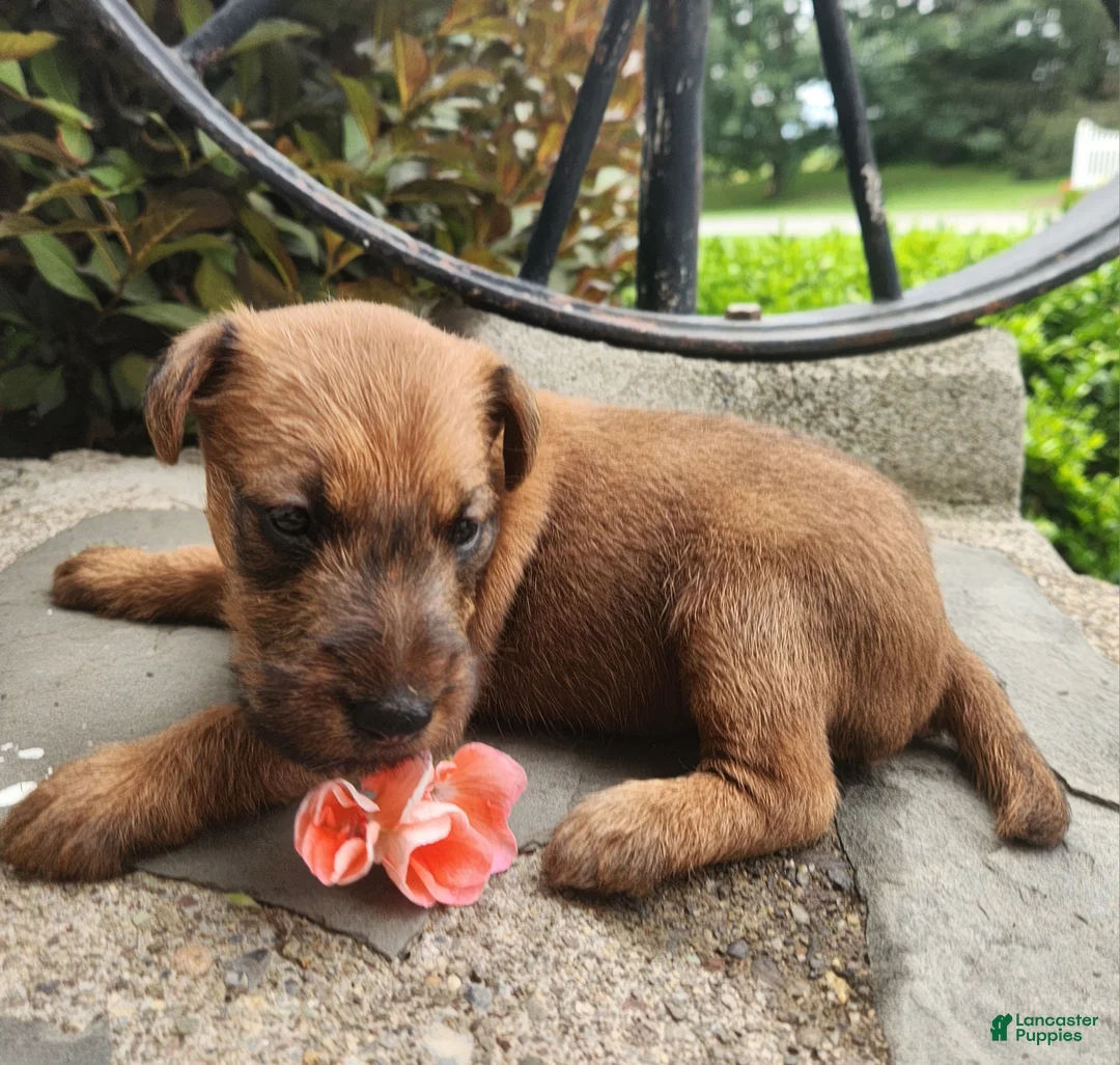 Irish Terrier dogs for sale: Rosy - Ad 5