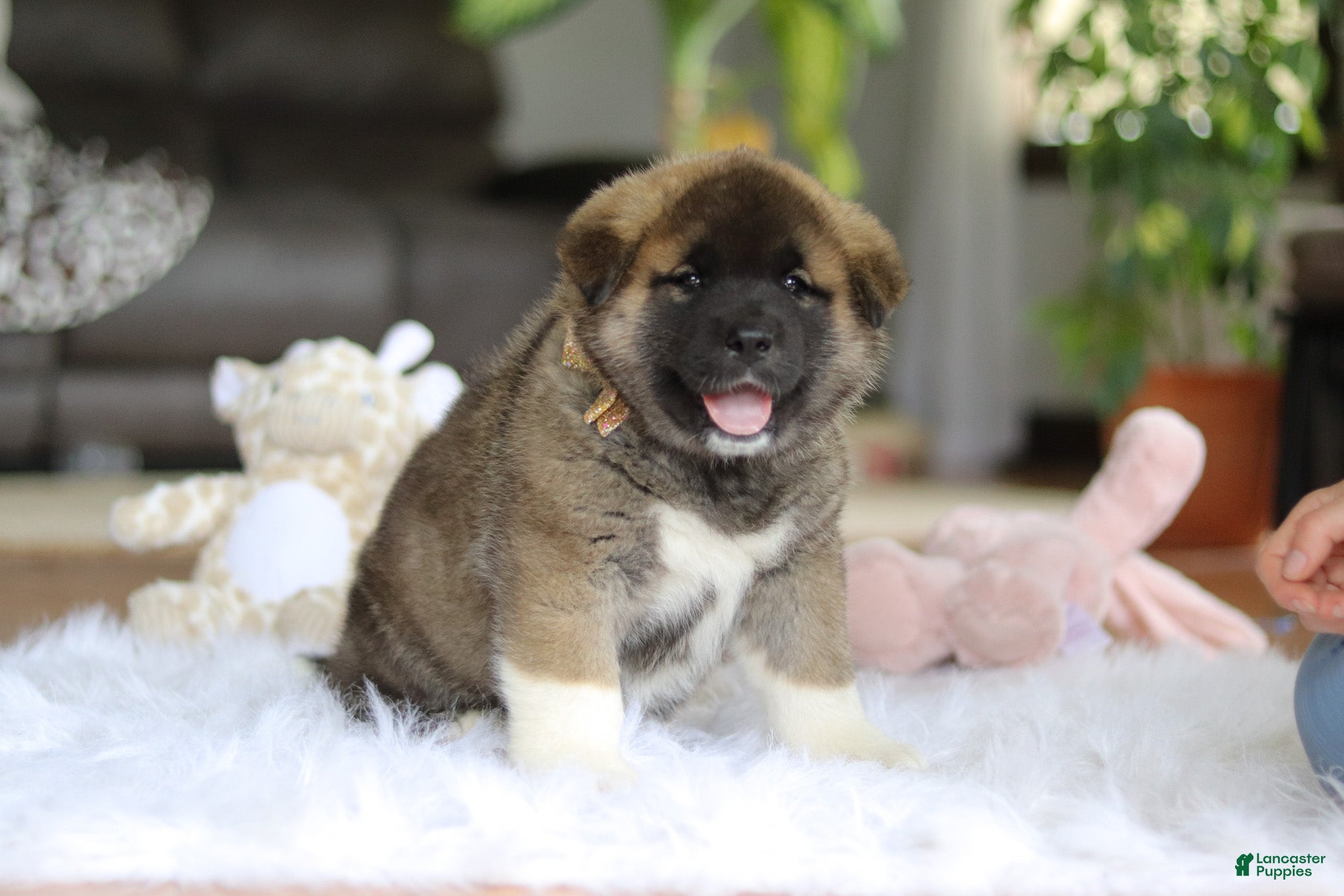 Akita dogs for sale: Omen  - Ad 6