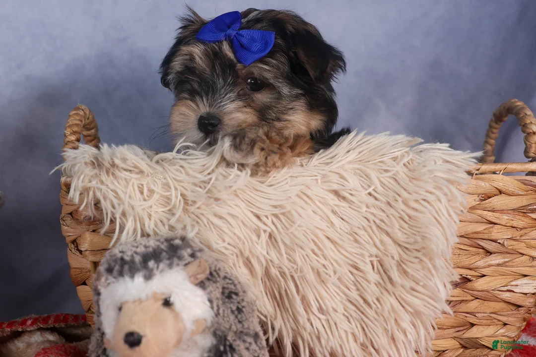 Morkie dogs for sale: Newton - Ad 8