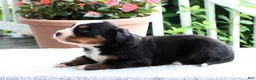Bernese Mountain Dog dogs for sale: Karen - Ad 3