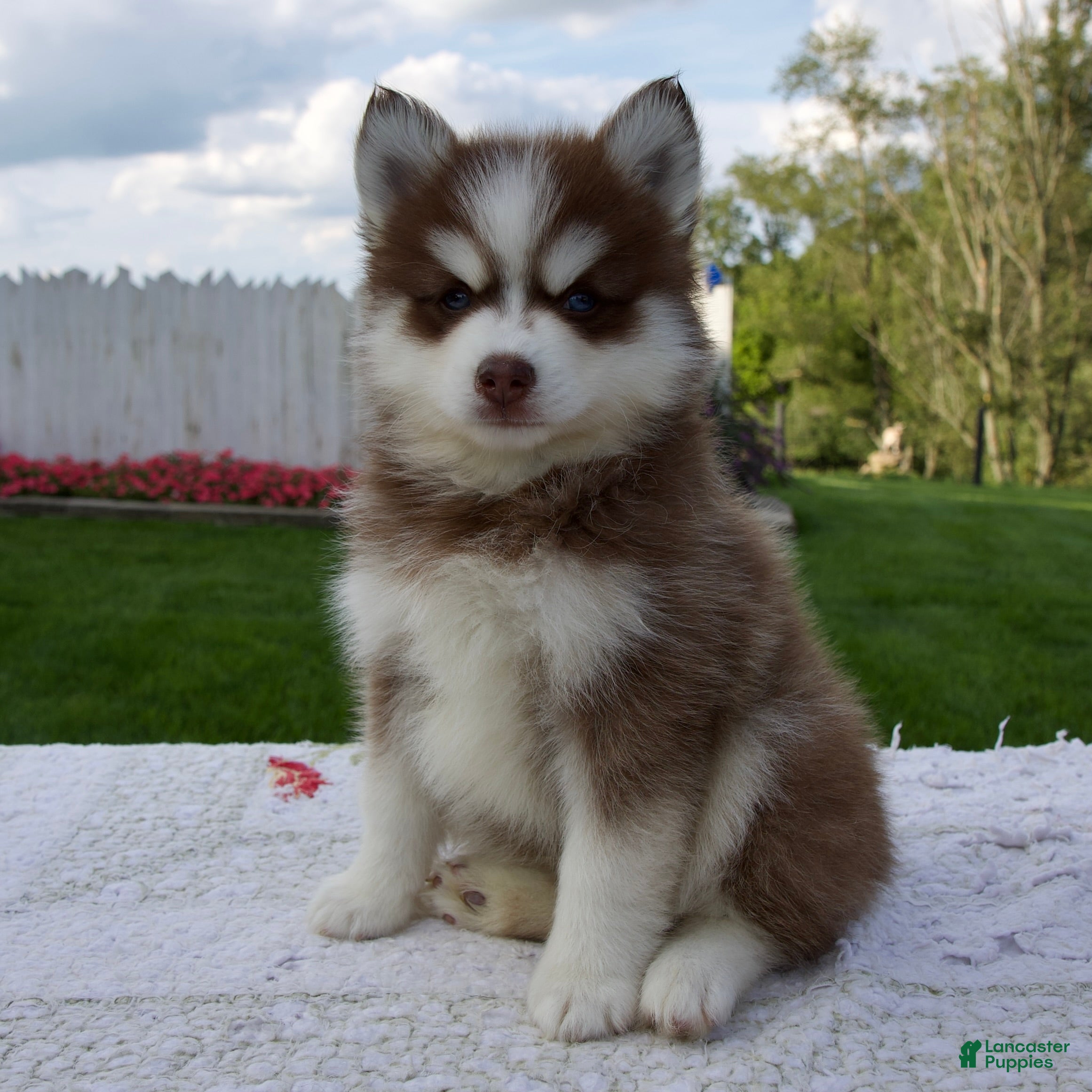 Pomsky dogs Felix - Ad 2
