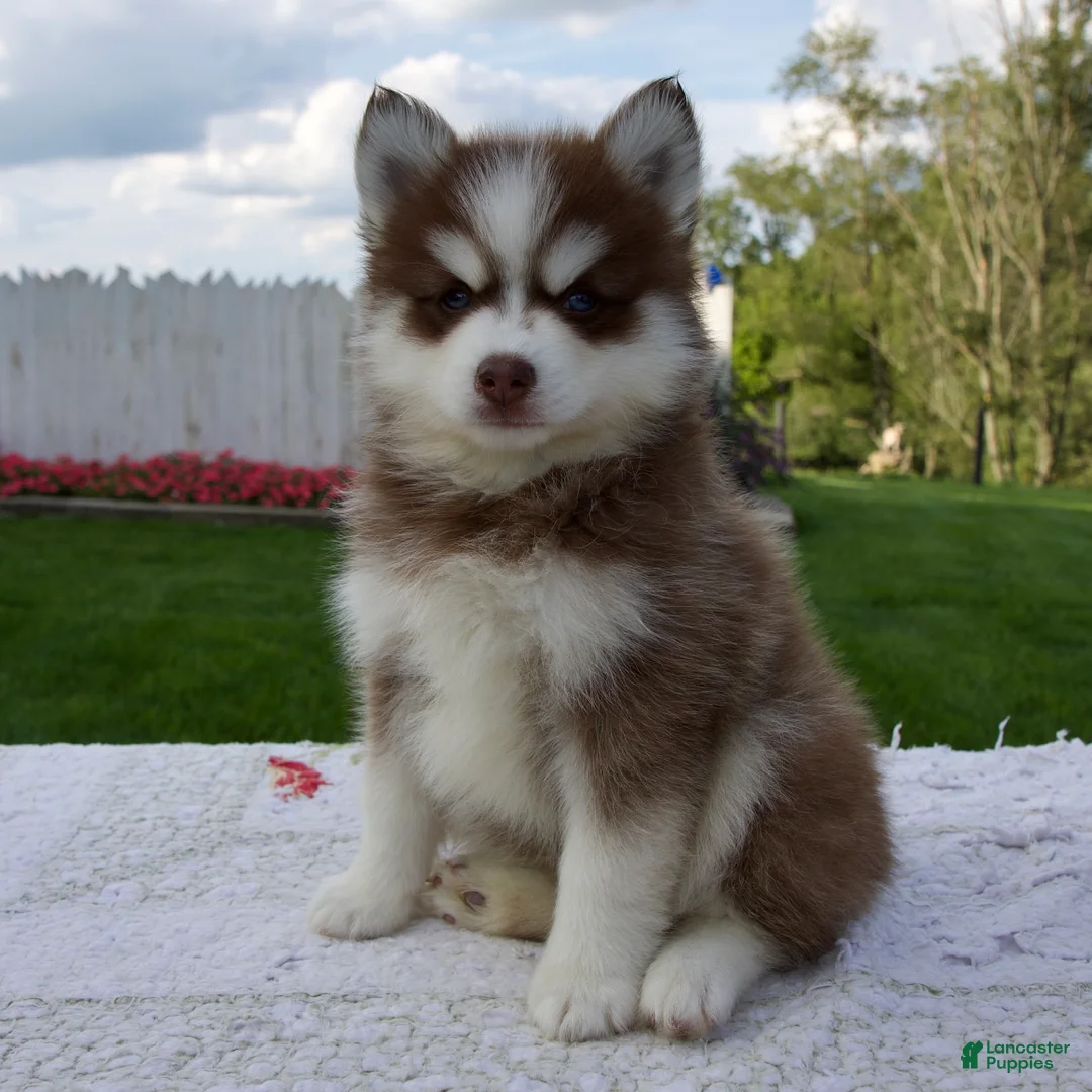 Pomsky dogs for sale: Felix - Ad 2