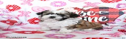 Shih Tzu dogs for sale: Graham - Ad 4