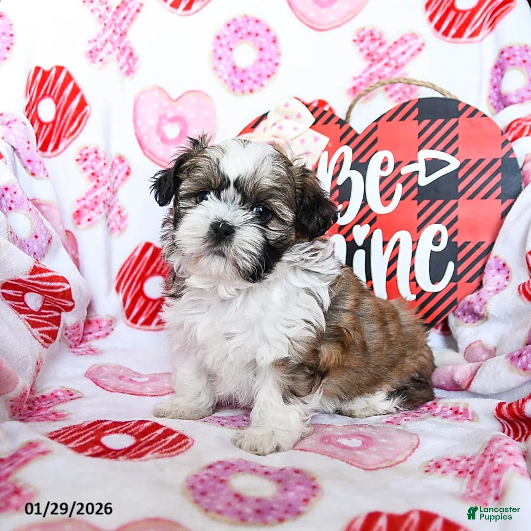 Shih Tzu dogs for sale: Graham - Ad 4