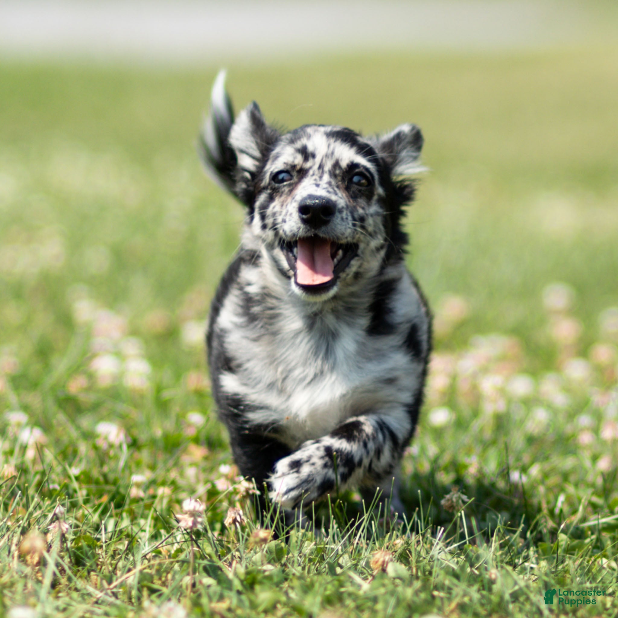 Chihuahua dogs Ryder Chihuahua Puppy  - Ad 2