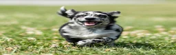 Chihuahua dogs for sale: Ryder Chihuahua Puppy  - Ad 2