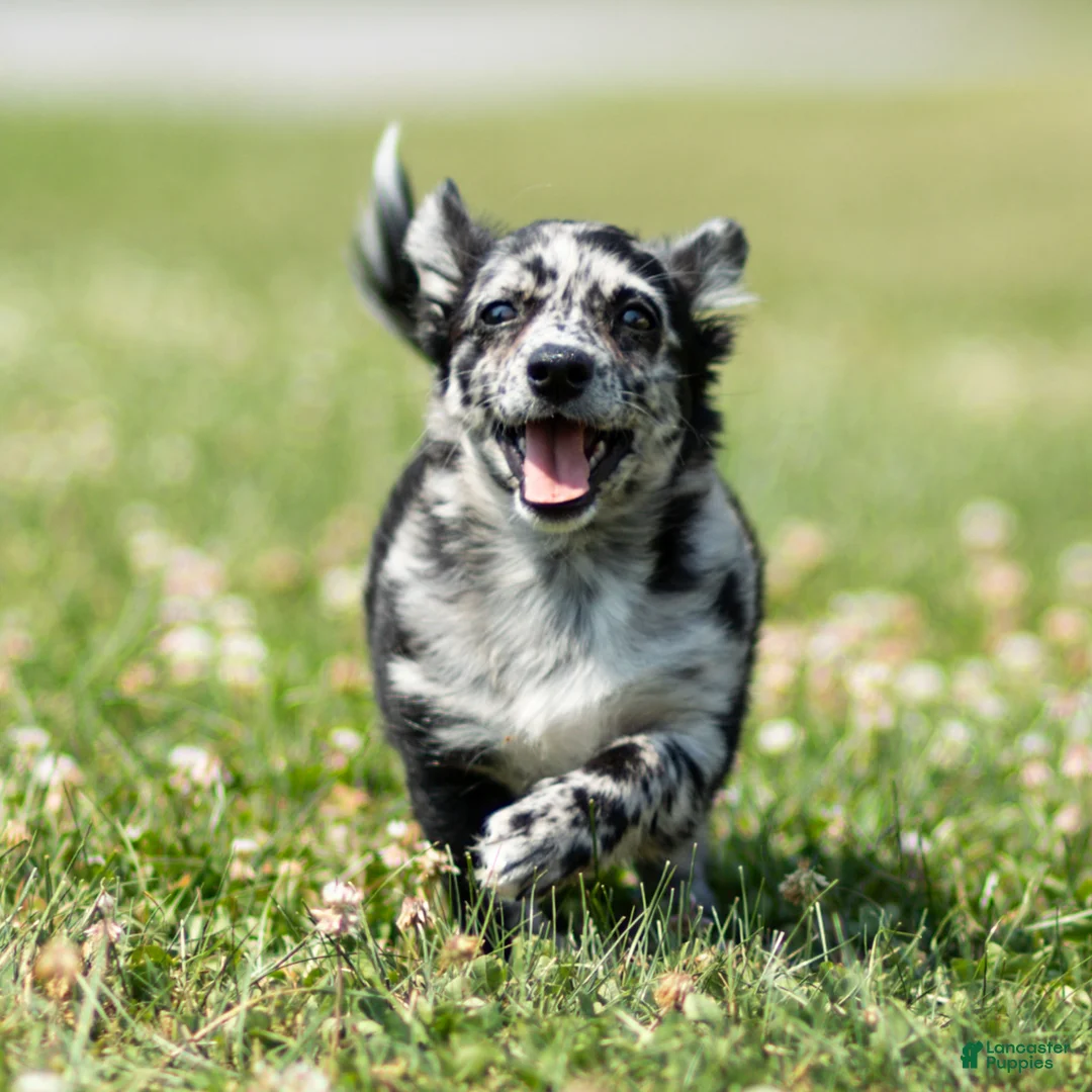 Chihuahua dogs for sale: Ryder Chihuahua Puppy  - Ad 2