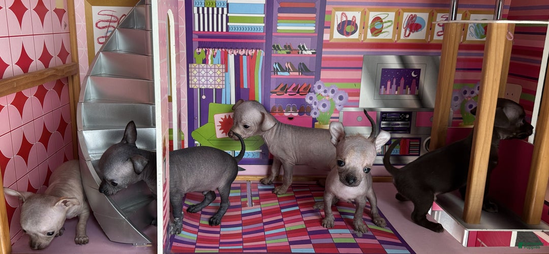 Mixed Breed dogs for sale: Cleopatra  - Ad 95