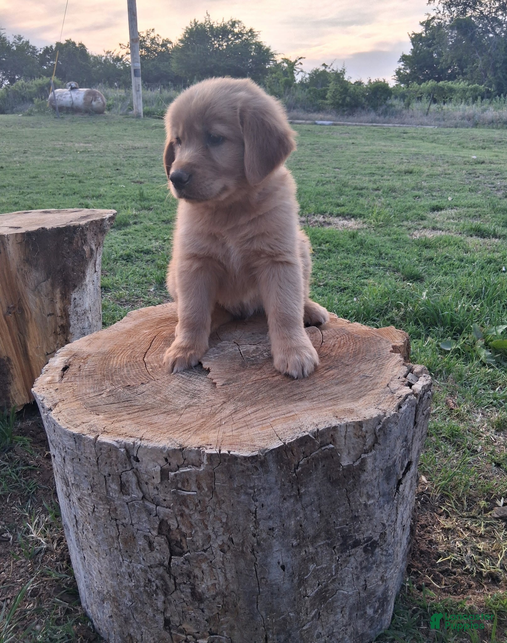 Golden Retriever dogs Golden Retriever Puppy 3 - Ad 15