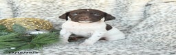 German Shorthaired Pointer dogs for sale: Dandelion - Ad 1