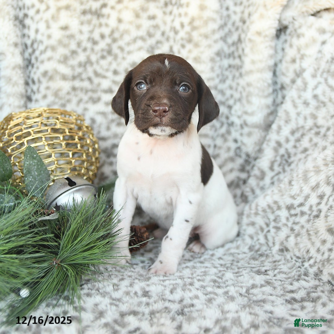 German Shorthaired Pointer dogs for sale: Dandelion - Ad 1