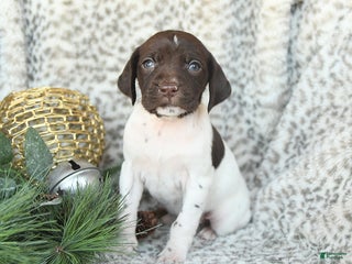 German Shorthaired Pointer dogs Dandelion - Ad 11