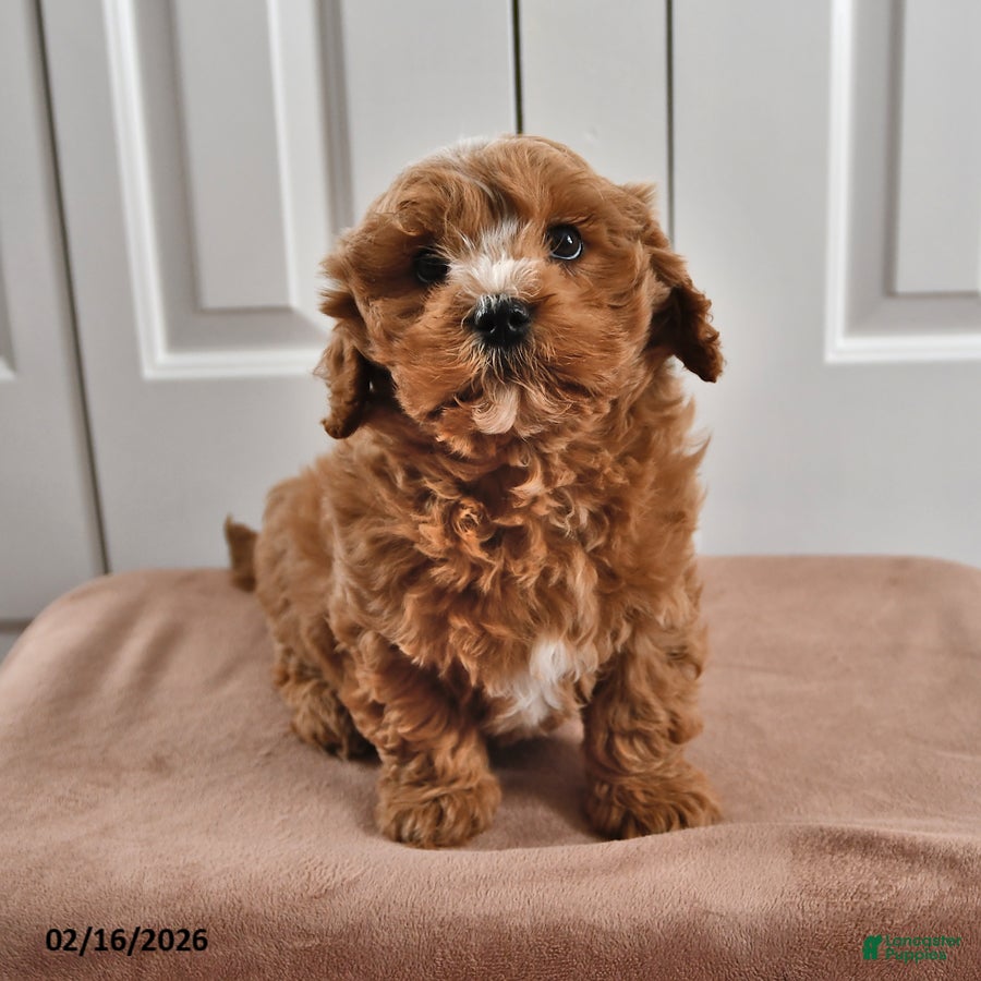 Cavapoo dogs Skipper - Ad 2