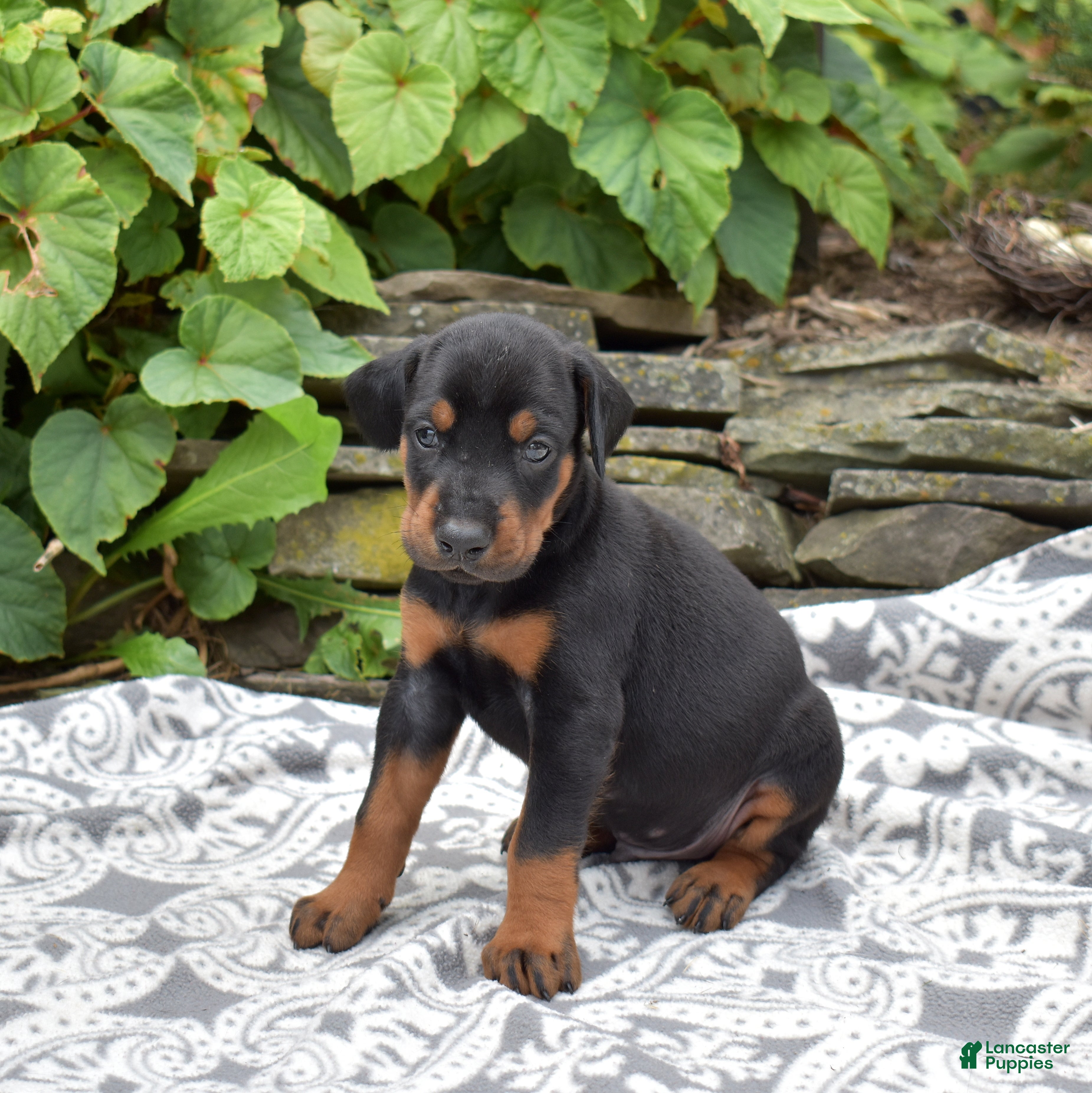 Doberman Pinscher dogs Orchid - Ad 1