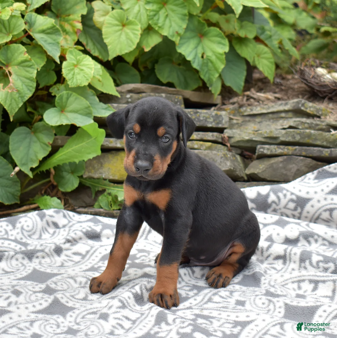 Doberman Pinscher dogs for sale: Orchid - Ad 1