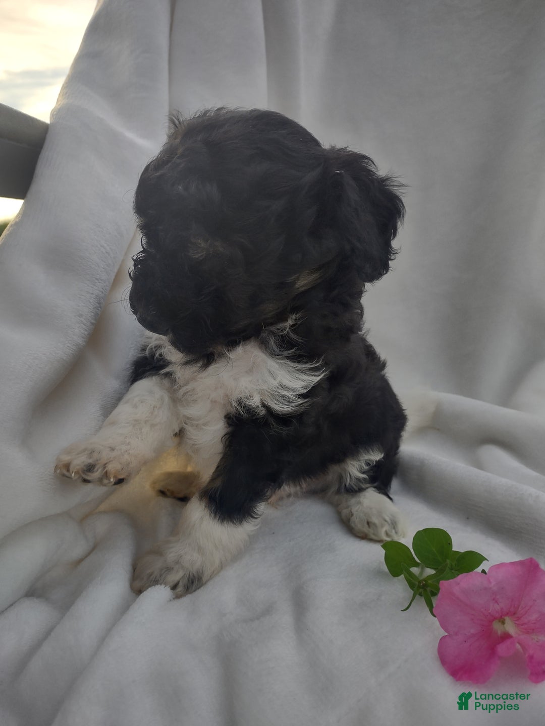 Chipoo dogs for sale: Jezz - Ad 5