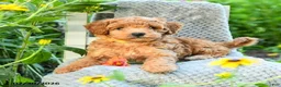 Maltipoo dogs for sale: Sunflower - Ad 4