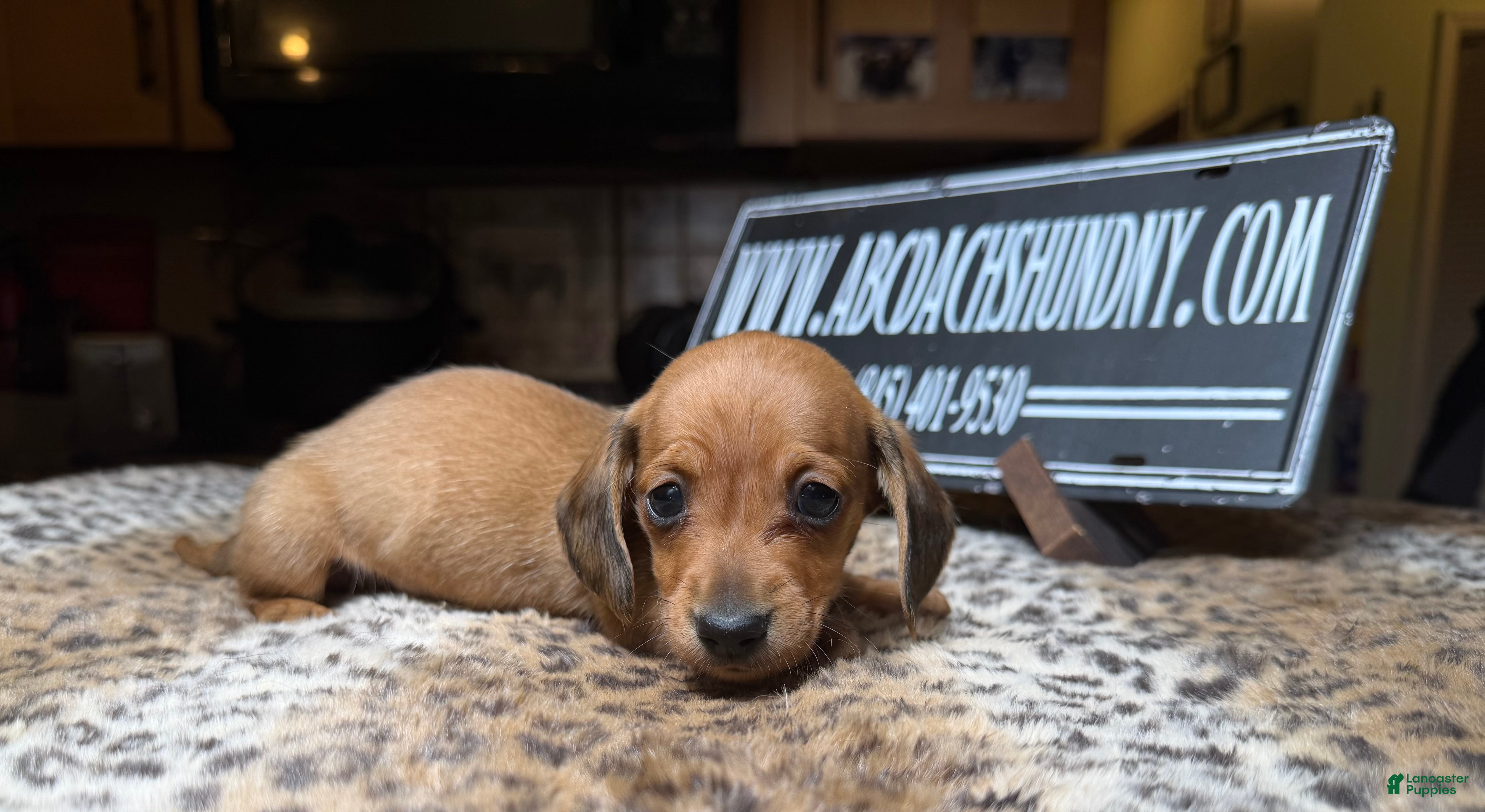 Miniature Dachshund dogs Smooth red male - Ad 12