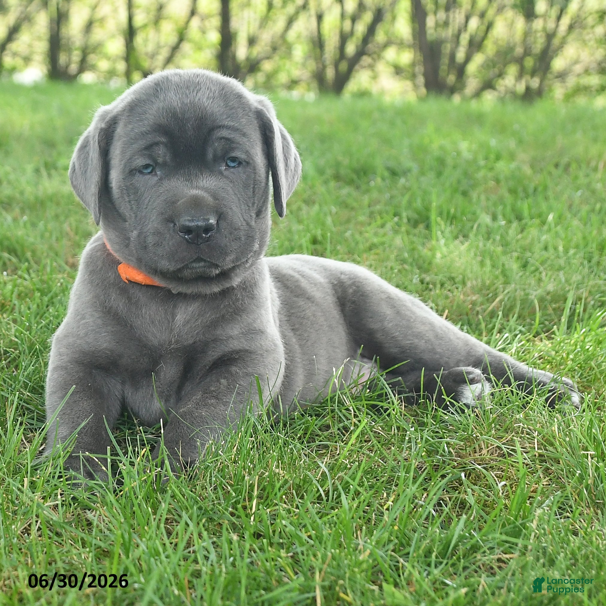 Cane Corso dogs River - Ad 2