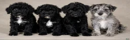 Mini Goldendoodle dogs for sale: Winona - Ad 2
