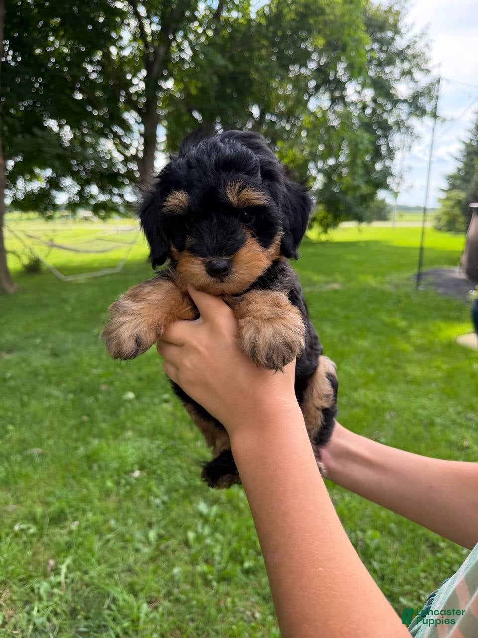 Mini Aussiedoodle dogs Pistachio - Ad 1