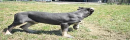 Cane Corso dogs for sale: Trippy - Ad 3