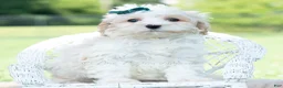 Maltipoo dogs for sale: Flint - Ad 5