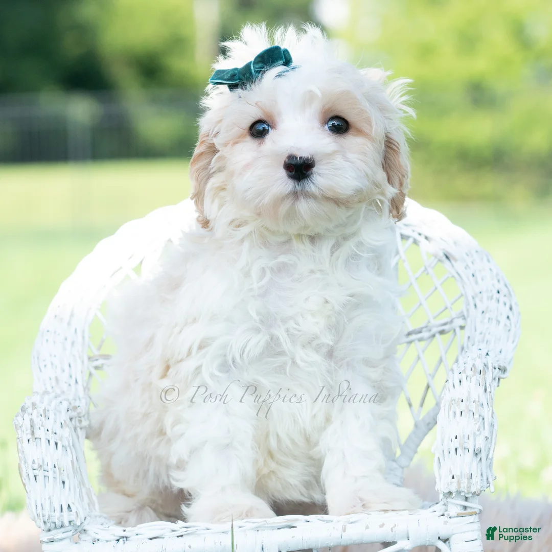 Maltipoo dogs for sale: Flint - Ad 5