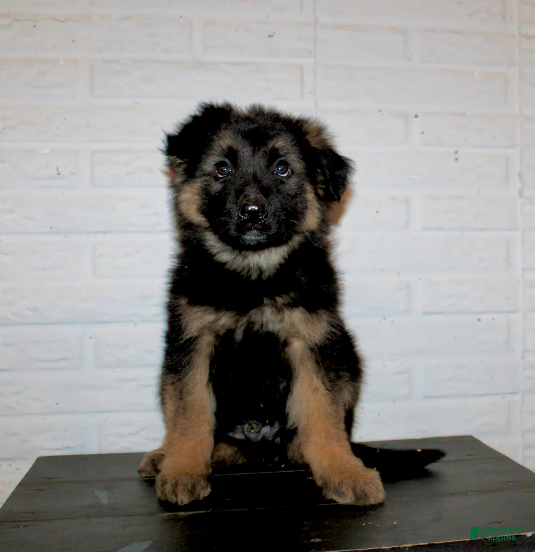 German Shepherd dogs for sale: Teton - Ad 2