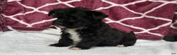 Yochon dogs for sale: Raven - Ad 2