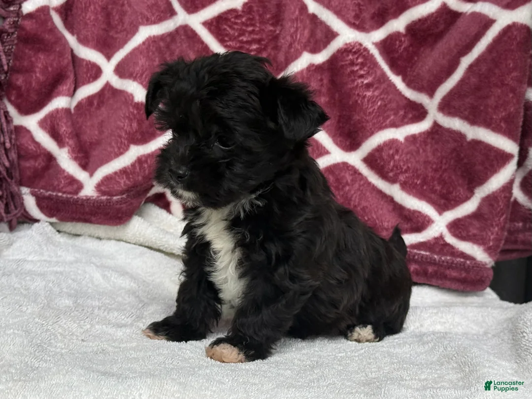 Yochon dogs for sale: Raven - Ad 2
