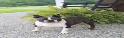Boston Terrier dogs for sale: Avalanche - Ad 7
