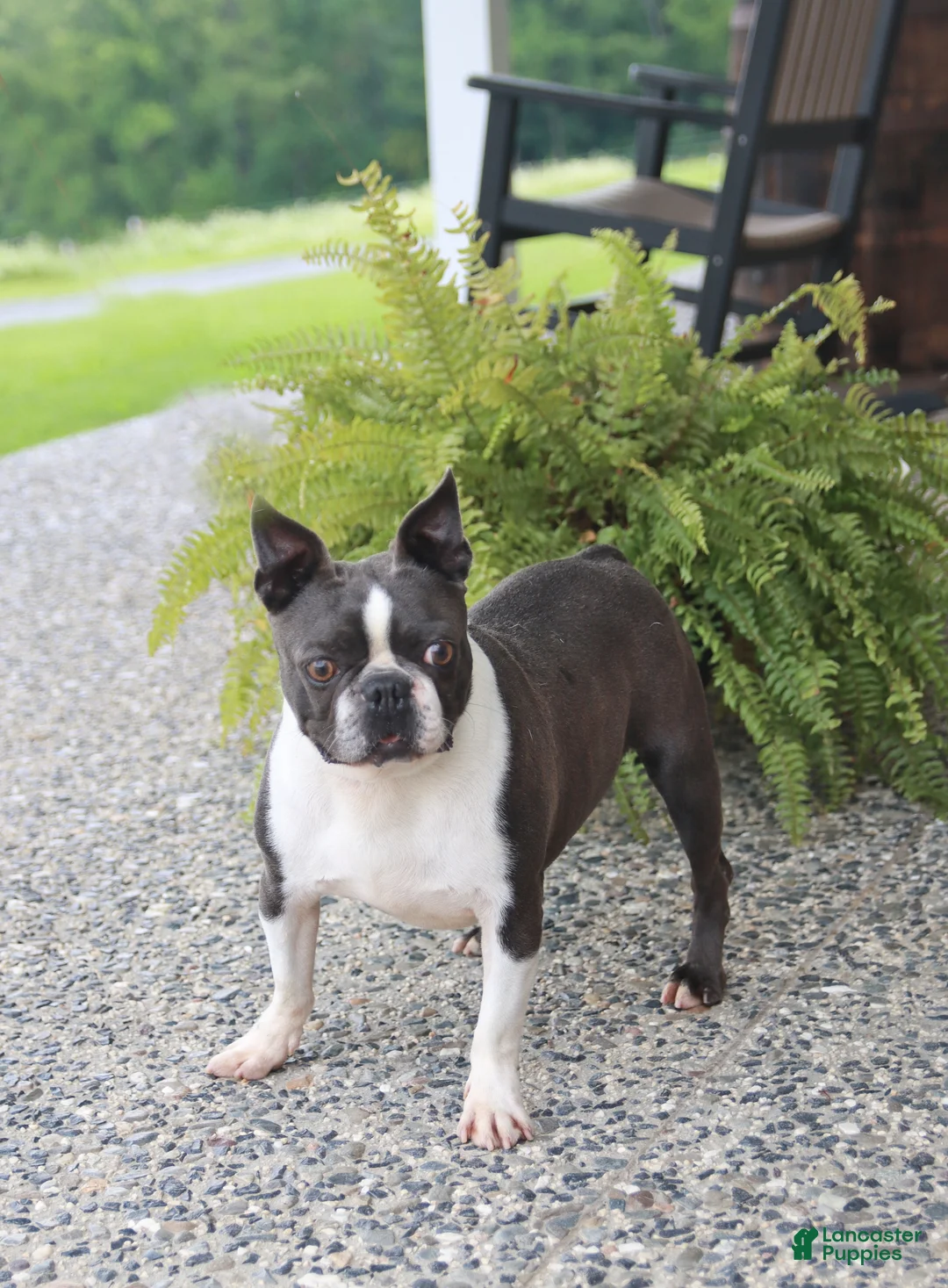 Boston Terrier dogs for sale: Avalanche - Ad 7