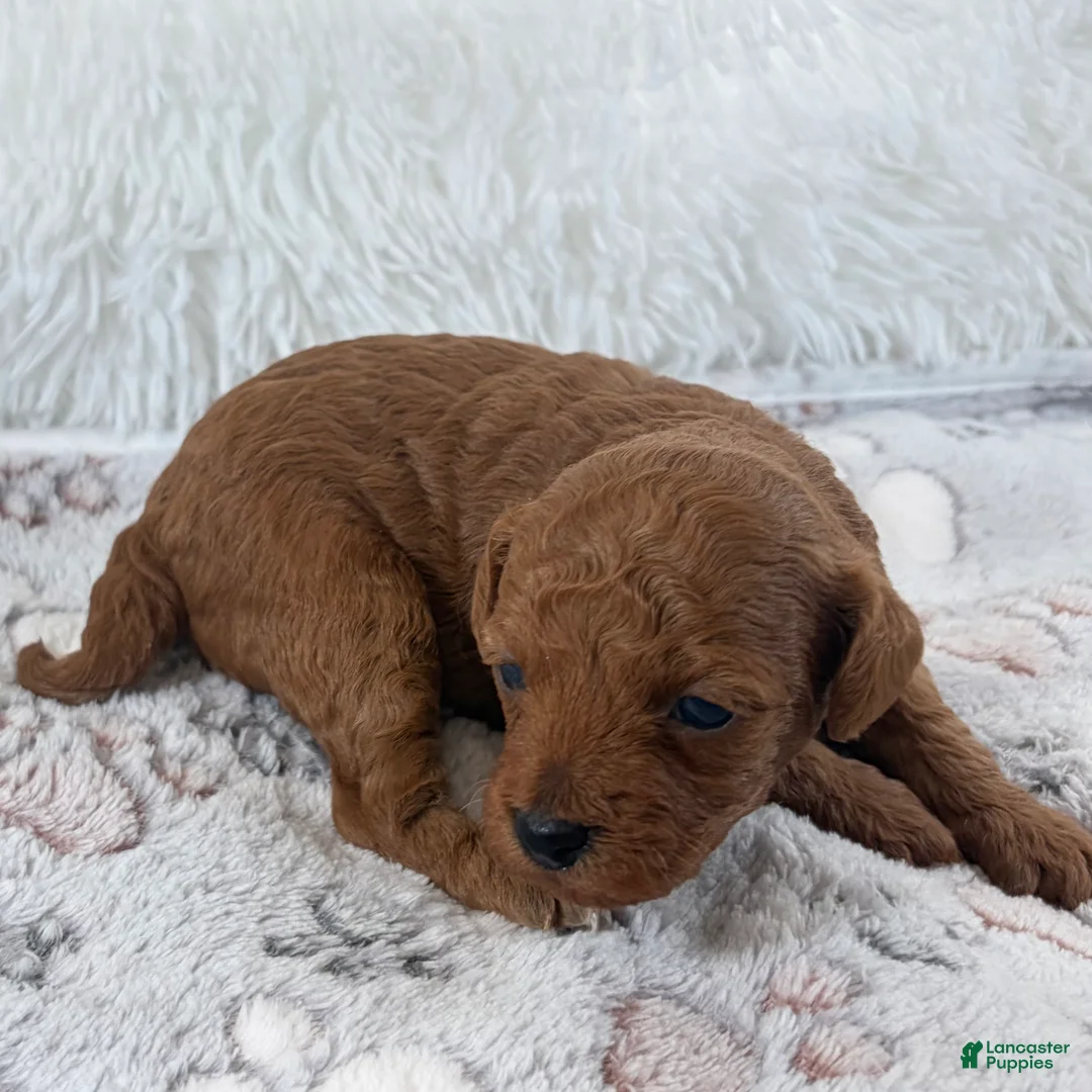Toy Poodle dogs for sale: Yvonne - Ad 2