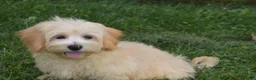 Maltipoo dogs for sale: Pete - Ad 3
