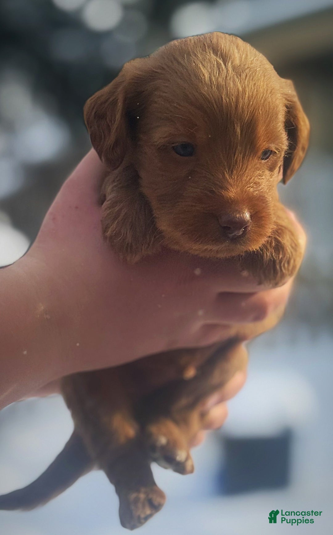 Labradoodle dogs for sale: Labradoodle Puppy 1 - Ad 20