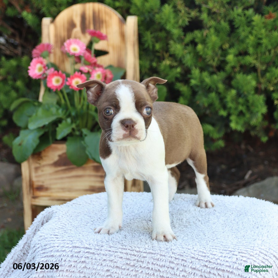 Boston Terrier dogs for sale: Dixie - Ad 1
