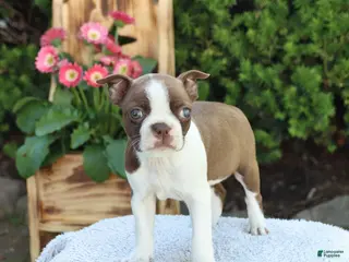 Boston Terrier dogs for sale: Dixie - Ad 2