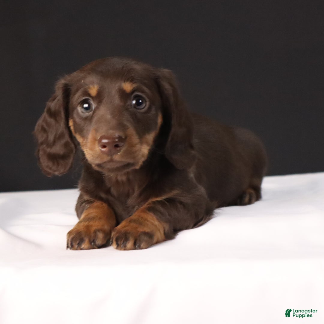 Dachshund dogs for sale: Cocoa - Ad 2