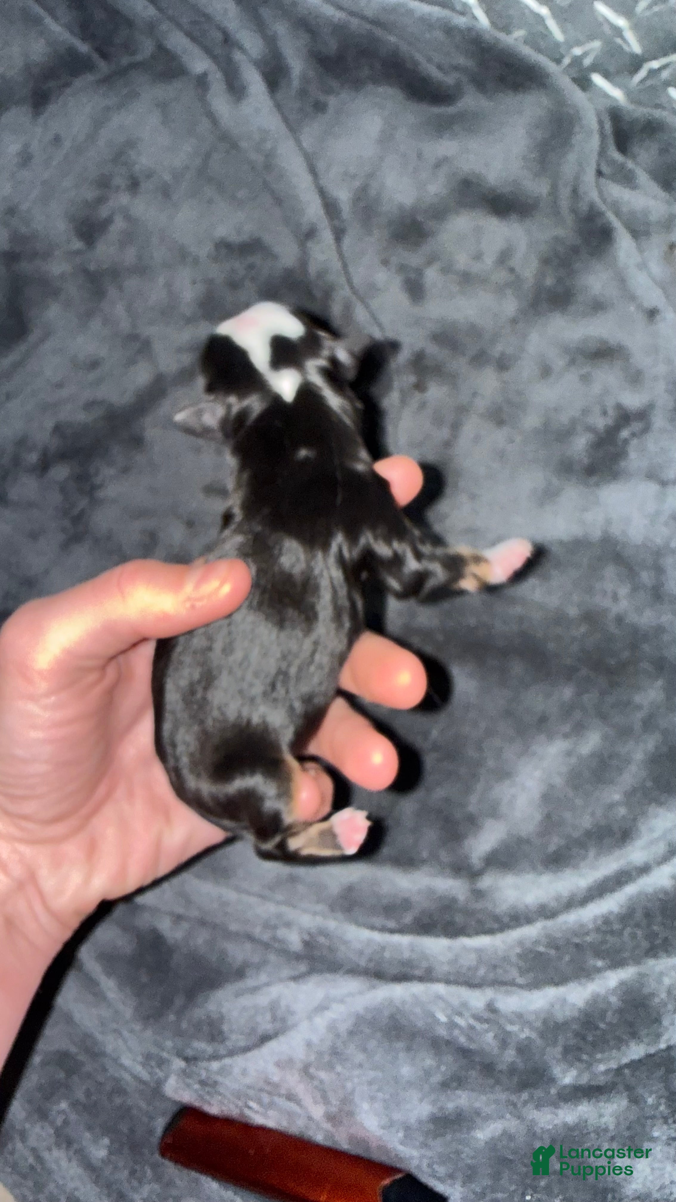 Toy Australian Shepherd dogs Toy Australian Shepherd Puppy 1 - Ad 9