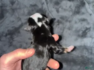 Toy Australian Shepherd dogs Toy Australian Shepherd Puppy 1 - Ad 4