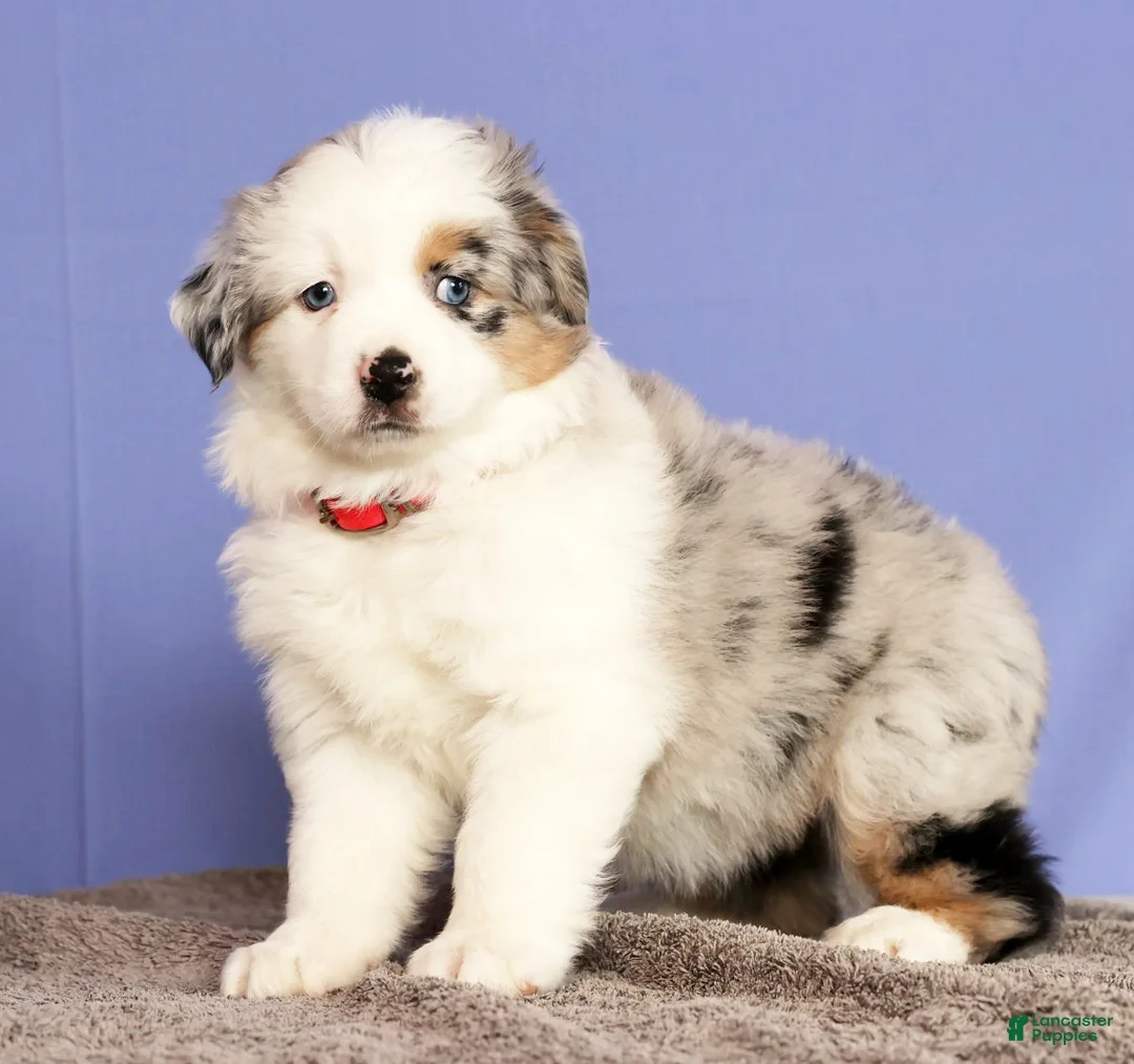 Miniature Australian Shepherd dogs for sale: Jill - Ad 1