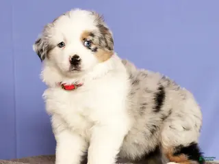 Miniature Australian Shepherd dogs Jill - Ad 22