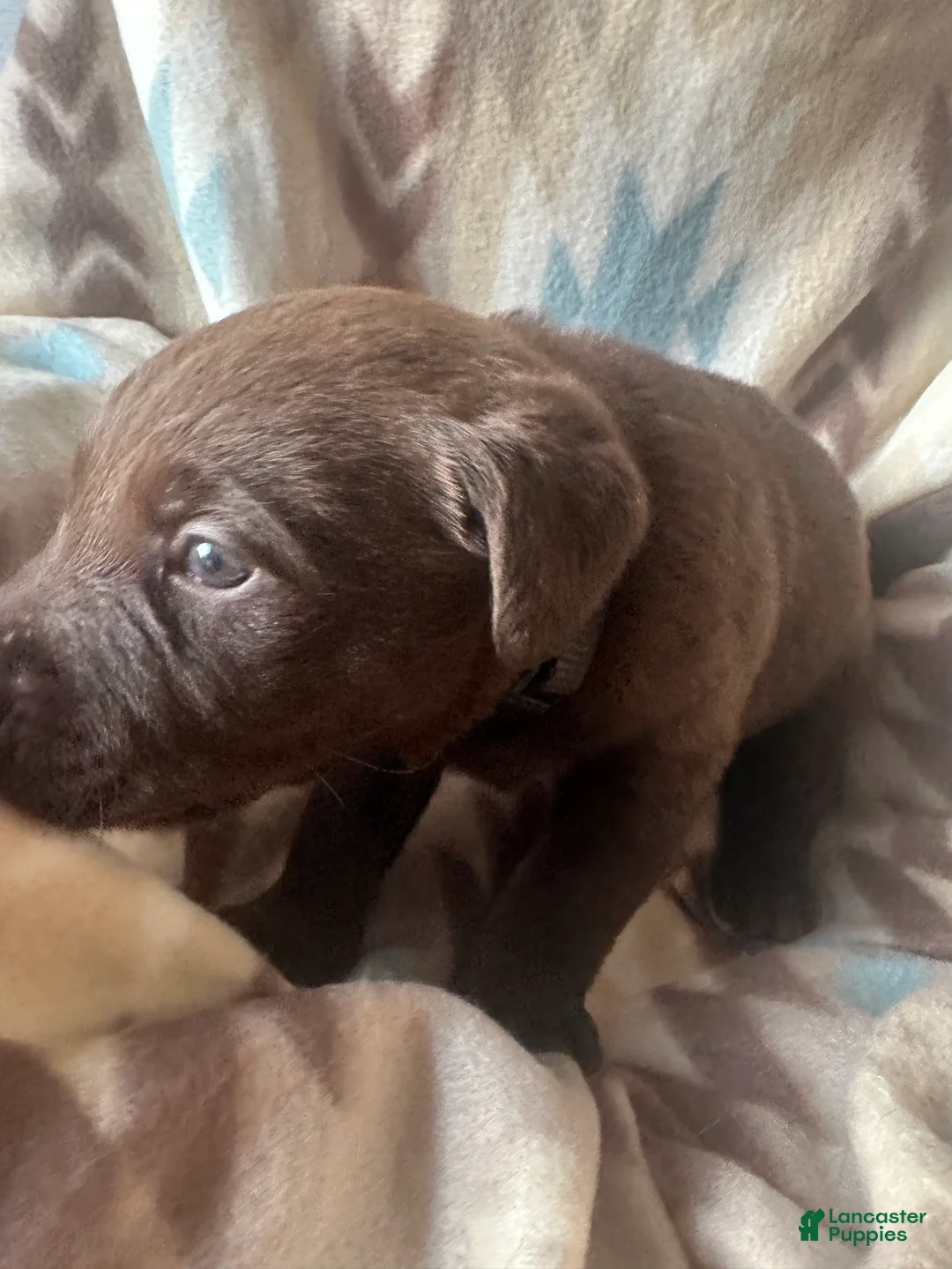 Labrador Retriever dogs for sale: Ruger - Ad 1