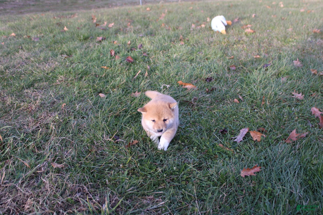 Shiba Inu dogs for sale: Tinsel - Ad 6